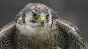 peregrine falcon