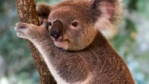 koala in tree