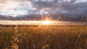 Sunrise over a field.