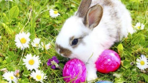 Bunny rabbit in the grass with colored Easter eggs.