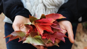 A woman&#039;s hands holding leaves.
