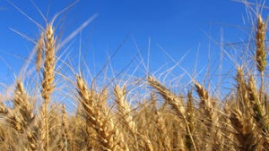 field of wheat