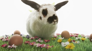 A black and white bunny rabbit in green grass surrounded by colored Easter eggs.