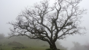 An old tree in a field.