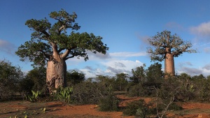 Boabob Trees in Madagascar