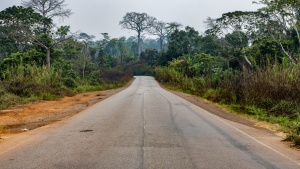 a road disappearing into a forest of trees