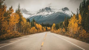 a road disappearing into a forest of autumn leaves