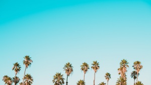 Palm trees against the blue sky.