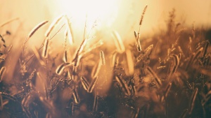 field of golden wheat