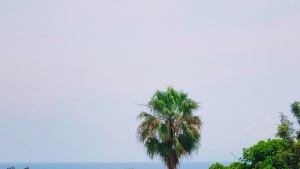 Palm trees in Goma, DR Congo.