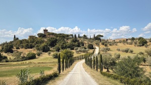 a dirt road lined with thin trees with rolling countryside on either side