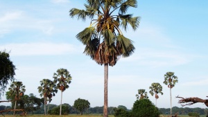 palm trees in a desert landscape