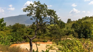 green trees around a patch of earth, and a mountain in the background