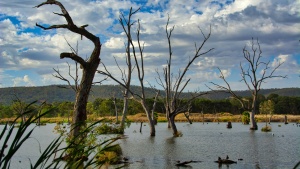 brown leaveless trees standing in a lake