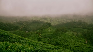 rolling green fields