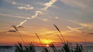 Coastal grass swaying in the early morning breeze at the beach looking out a the sunrise over the ocean with a colorful orange sky with clouds