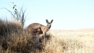 Rockingham, Western Australia