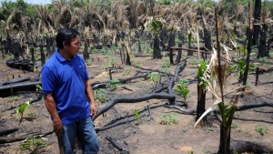 Man standing in a burned cassava field