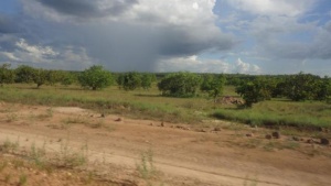 An open field with trees