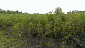 Cassava field