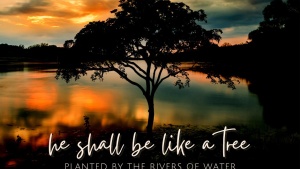 He shall be like a tree planted by the rivers of water.