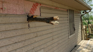 A tree branch punctures a Dayton home.