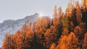 autumn trees with mountains in the background against a blue sky