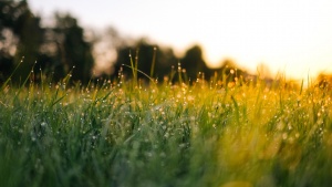 Field of grass during golden hour.