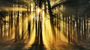 Sun rays shining through trees.