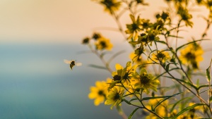 Photo of flowers and a bee at golden hour.