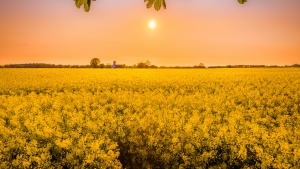 Photo of a field of yellow flowers at sunset.