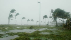 Hurricane weather blows palm trees above a semi-flooded landscape
