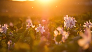 Sunshine glowing through a field at golden hour.