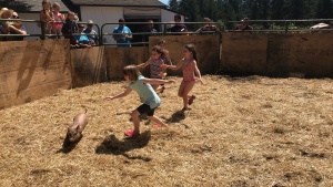Children chasing small pigs for a fun afternoon activity. 