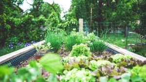 Photo of a home vegetable garden.