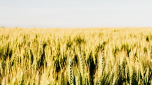 Photo of a wheat field.