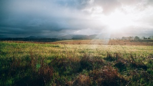 Sunrays on a field.