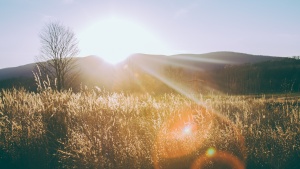 A field with mountains in the background.