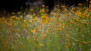 Photo of wildflowers in a meadow.