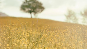 Photo of field of flowers with tree out of focus in the background.