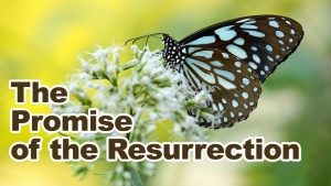 God's Promise of Life - The Truth of the Resurrection