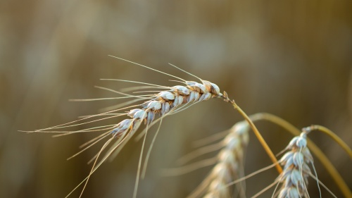 a few strands of wheat