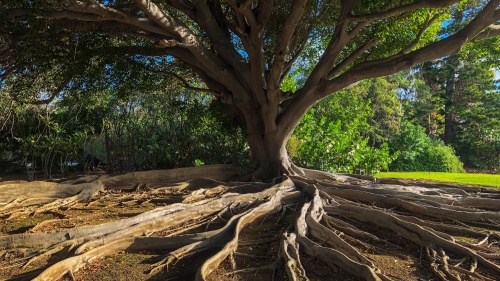 Brown tree trunk on brown soil.