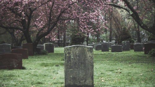 tombstones in a field shaded by trees with pink blossoms