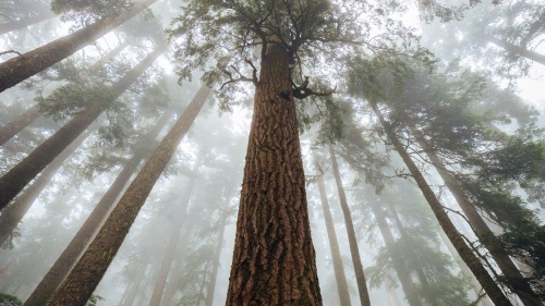 Low angle of redwood tree.