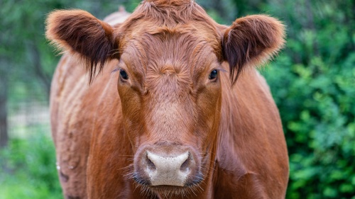 A red cow.