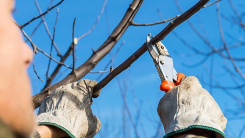 A man pruning a tree branch.