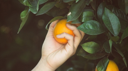 Hand picking an orange.