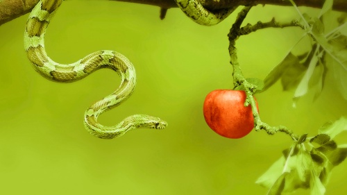 An green snake wrapped around an apple tree branch.