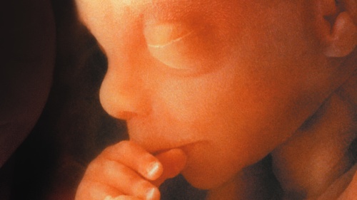 An unborn baby.